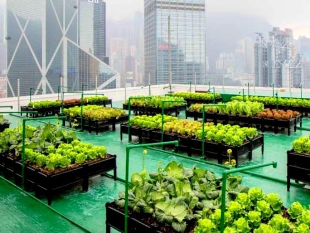 AgriTech and Urban Farming